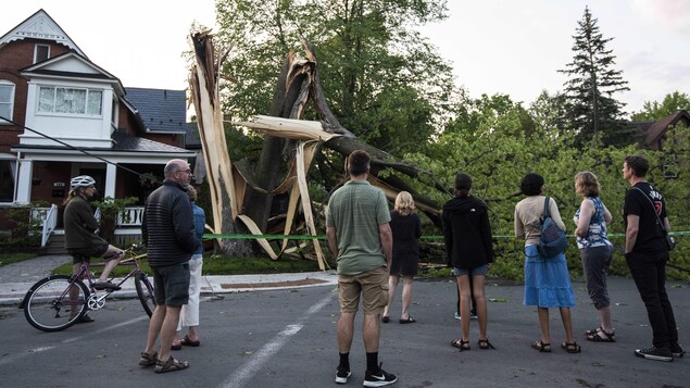 Des résidantsResidents take a look at a tree that came down during the storm in Ottawa on Saturday. rassemblés devant un arbre détruit par la tempête.