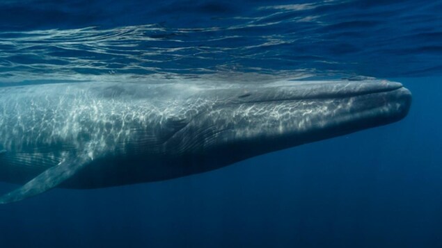 Une baleine bleue dans l'océan.