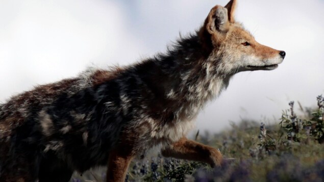 Une nouvelle stratégie de gestion des coyotes réclamée après la mort d’un chien à Ottawa