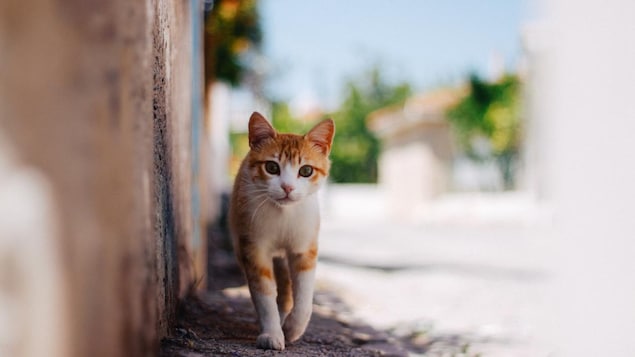 Les chats sont susceptibles de diffuser un parasite dangereux