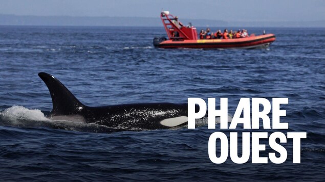 Orques et ouragans, deux énigmes marines