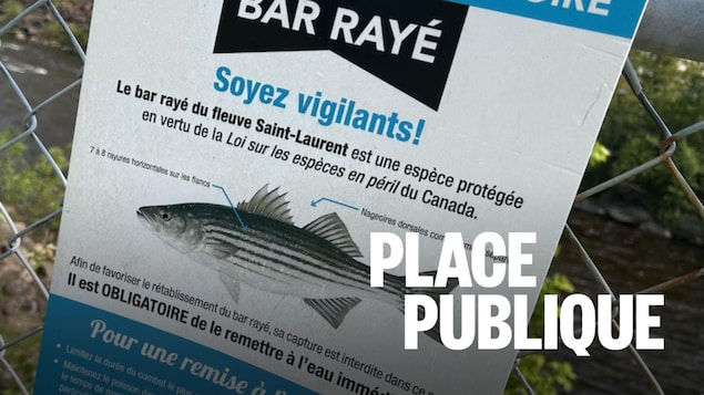 Un tirage au sort pour la pêche scientifique du bar rayé