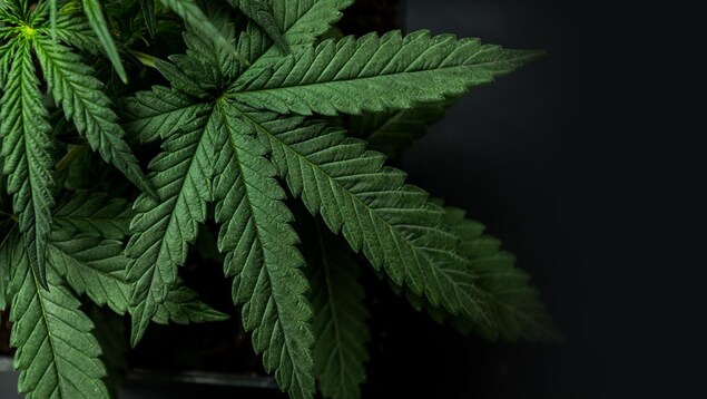 La légalisation du cannabis La légalisation du cannabis