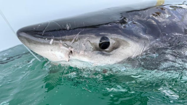 Un tiburón blanco en el golfo de San Lorenzo. No se preocupe, es normal