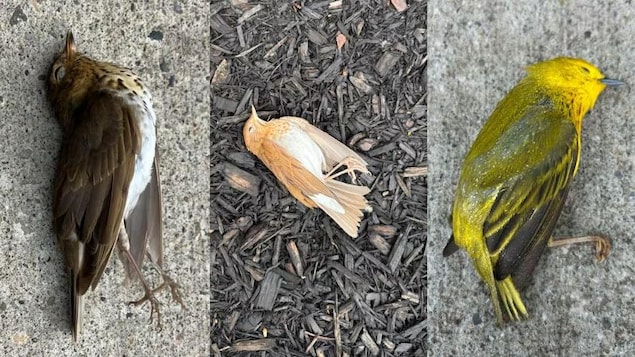 Collisions into windows are killing birds. This advocate is trying to help them