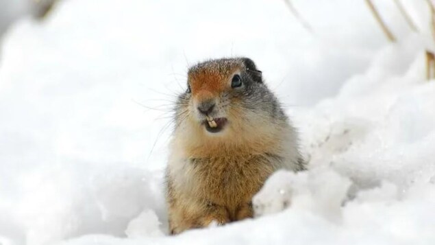 Un écureuil terrestre de l’Arctique dans la neige.