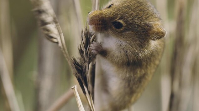 Une souris sur un épi de blé.