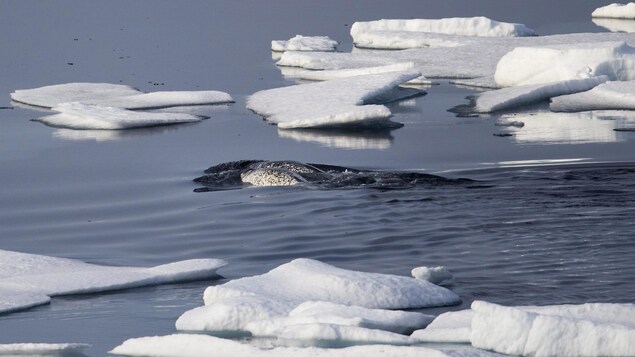 FILE - In this July 22, 2017 file photo, Narwhals swim between sea ice floating in the Canadian Arctic Archipelago. Known as the unicorns of the ocean because of the male's long single tusk, narwhals are among the species that stand to lose out if climate change turns the frozen waters into a shipping highway. The European Union will commit about one billion euros to better protect marine life during the global Our Ocean conference in the coming week in Malta. (AP Photo/David Goldman, File)