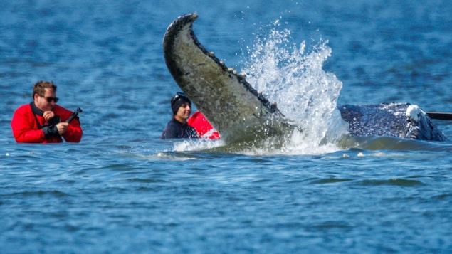 Des sauveteurs aux côtés d'une baleine dont la queue et une partie du corps émerge de l'eau.