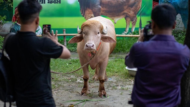 Des touristes prennent une photo d'un buffle au long toupet blond. 