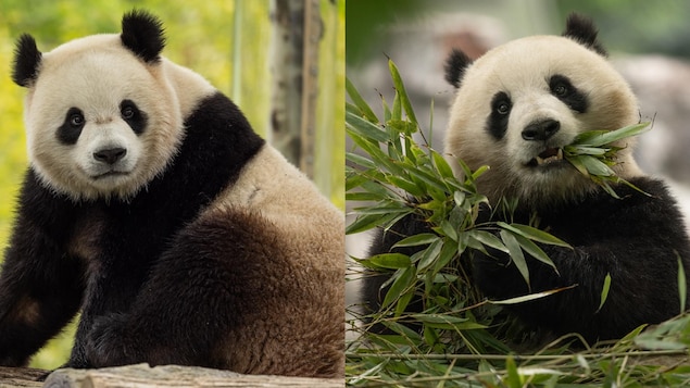 Deux pandas