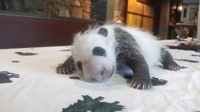 Un panda peu après sa naissance