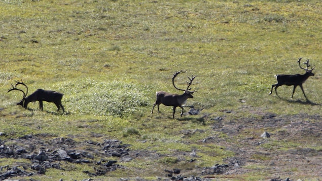 Pas de chasse au caribou pour la nation crie