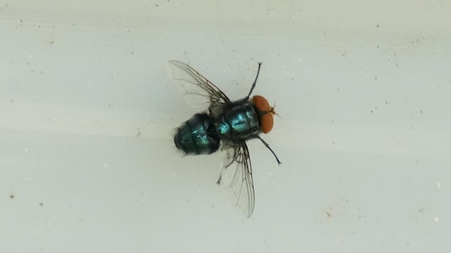 Gros plan d'un mouche