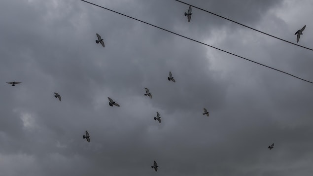 Des pigeons volent sous un ciel nuageux.