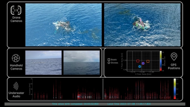 L'interface d'un programme informatique utilisé pour étudié des baleines.