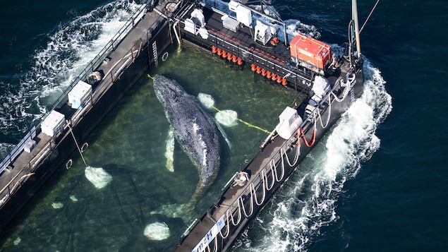 Vue aérienne d'une baleine à bosse dans une barge.