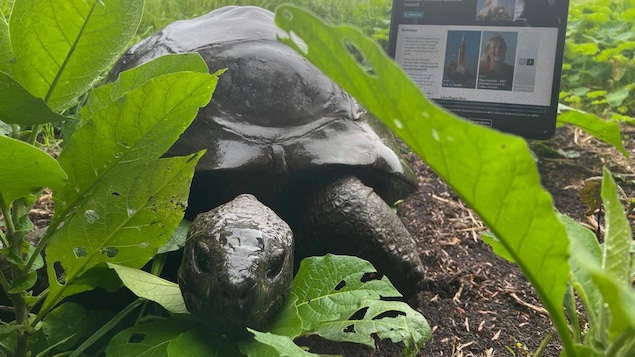 La tortue géante Jonathan.