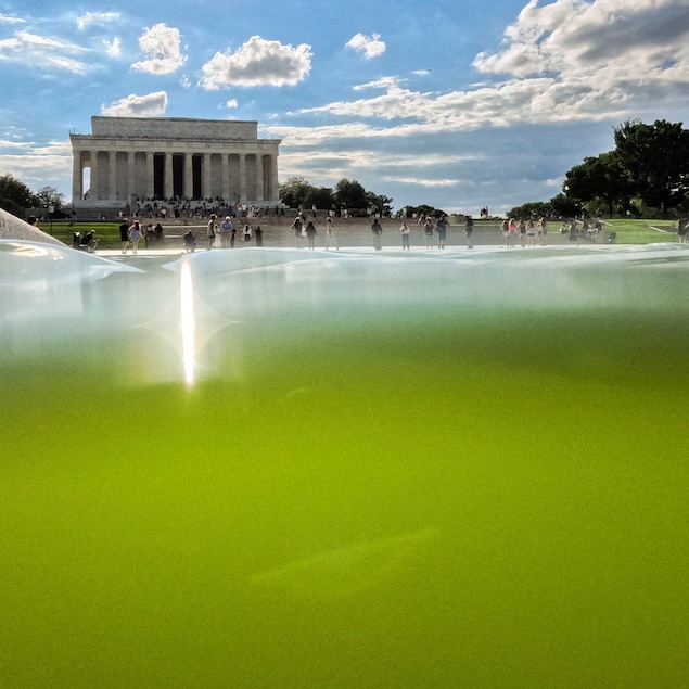 Un bassin aux eaux vertes avec en arrière-plan le Lincoln Memorial.