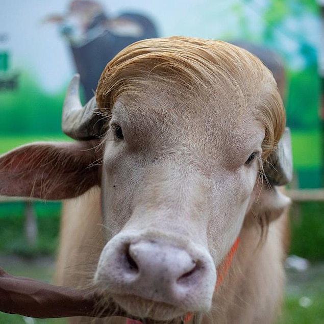 Un buffle au long toupet blond