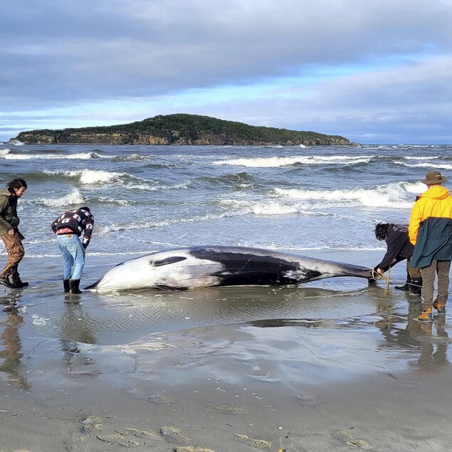 Five people around a whale carcass on the beach.