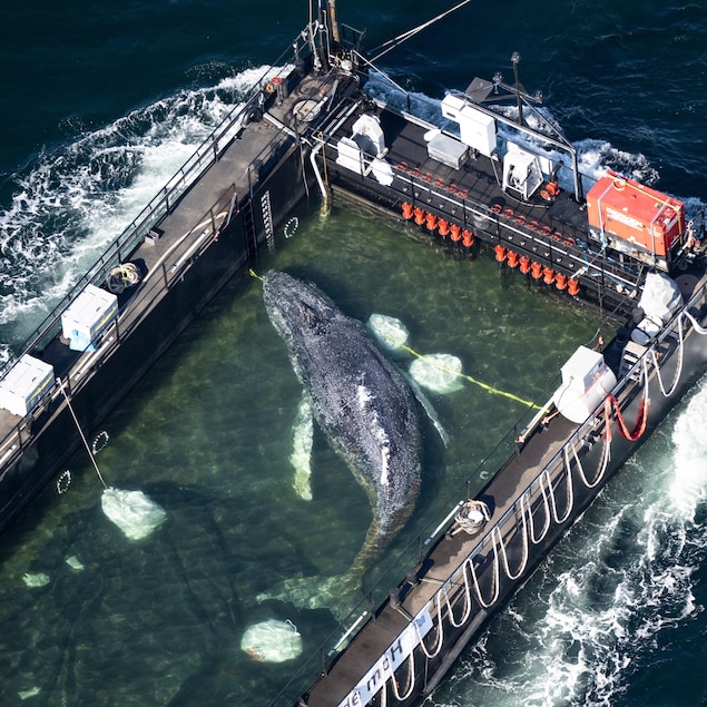 Vue aérienne d'une baleine à bosse dans une barge.