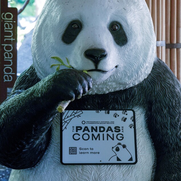 Une statue de panda avec la mention « The pandas are coming ».