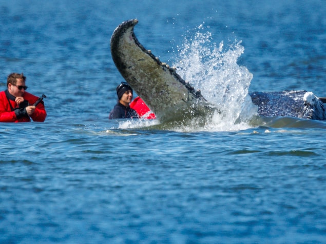 Des sauveteurs aux côtés d'une baleine dont la queue et une partie du corps émerge de l'eau.