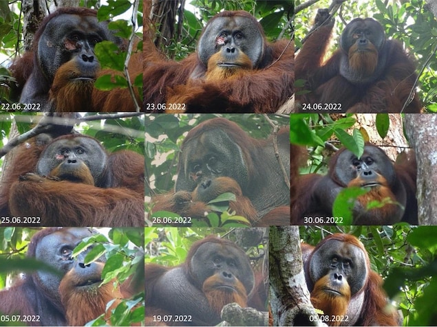 Mosaïique de photos d'un orang-outan