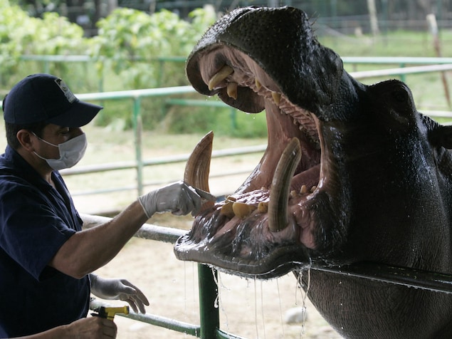 Un vétérinaire examine la gueule béante d'un hippopotame.