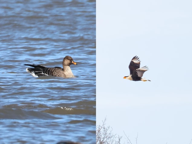 Une oie sur l'eau et un oiseau de proie en vol.