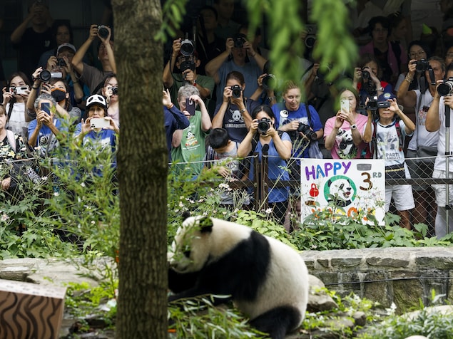 Des touristes photographiant et filmant un panda.