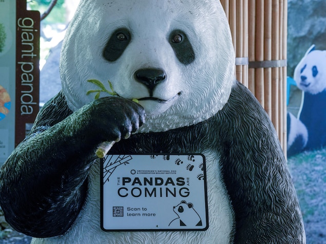 Une statue de panda avec la mention « The pandas are coming ».