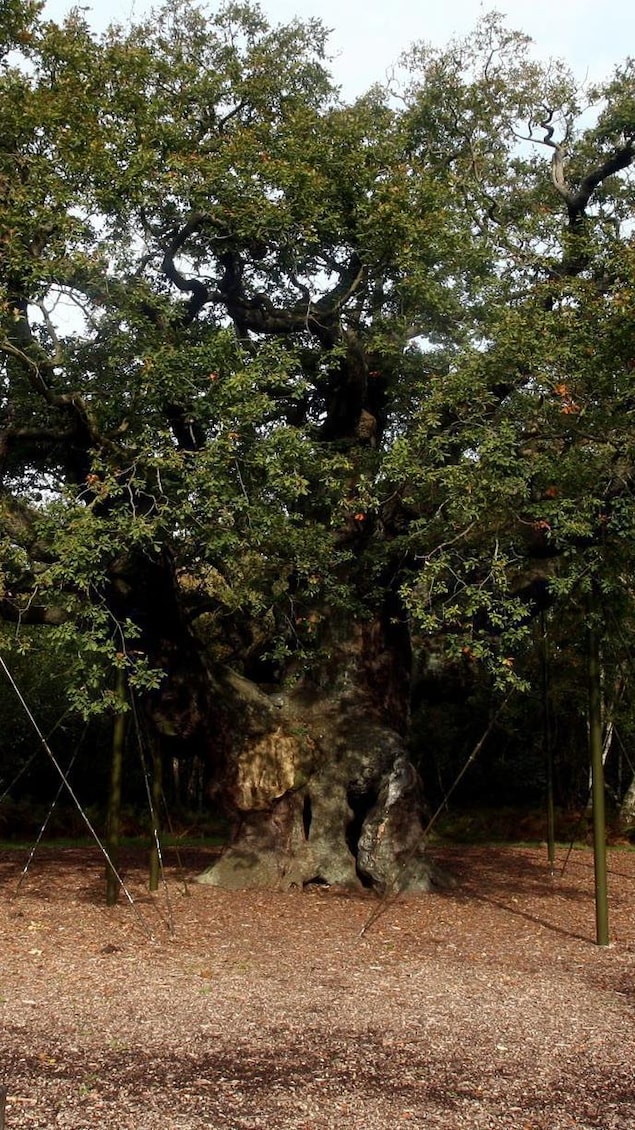 Un arbre immense, soutenu par des pieux, à l'orée d'un bois.