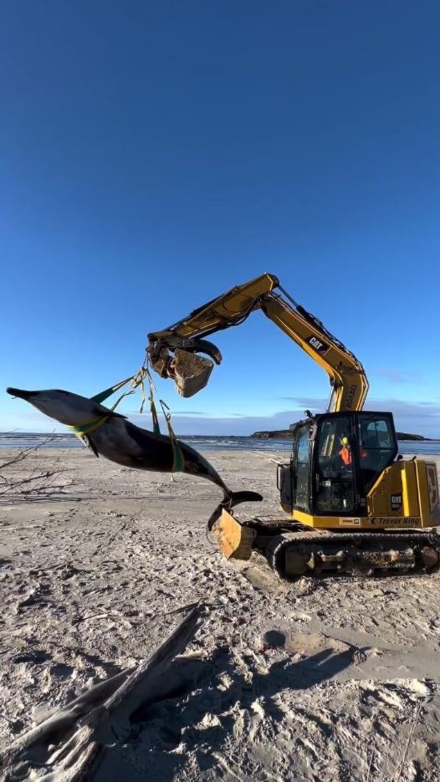 Mechanical excavator transports whale carcass.