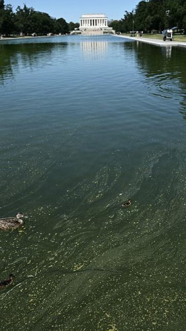 Des canards nagent dans le bassin du Lincoln Memorial, au milieu d'algues qui flottent en surface.