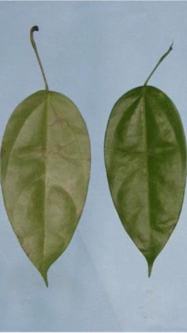 Des feuilles de liane, à côté d'une liane.