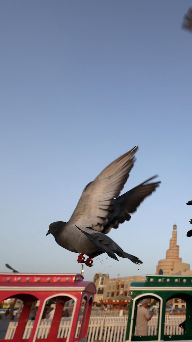 Des pigeons volent à Doha.