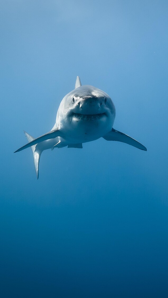 Un requin blanc dans l'océan Pacifique.