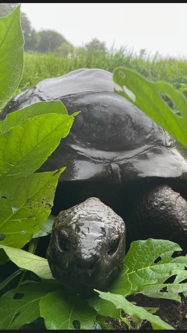 La tortue géante Jonathan.