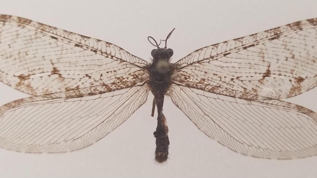 La mystérieuse existence d’une chrysope géante