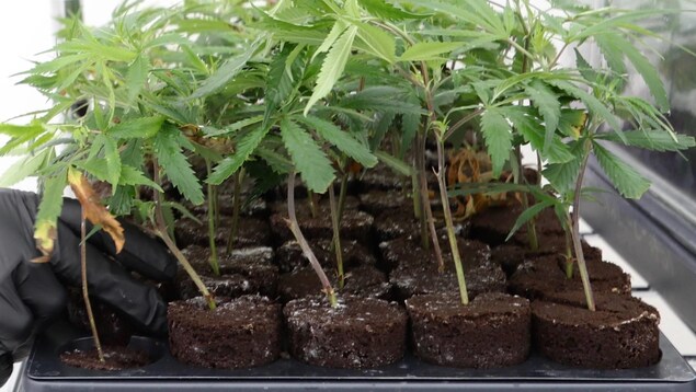 Gros plan sur une dizaine de ces plantes Gros plan sur une dizaine de ces plantes