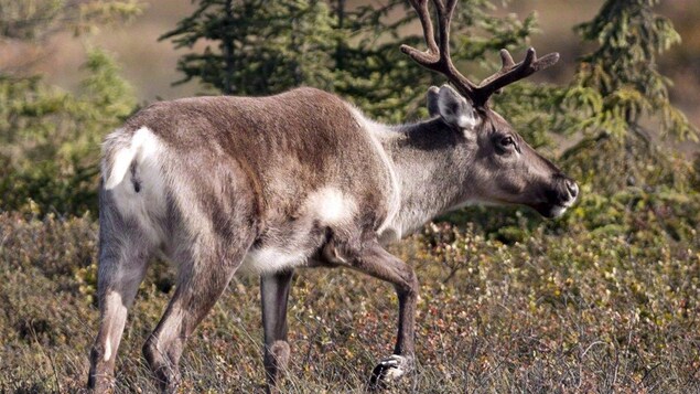 un caribou