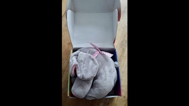 Une peluche en forme d’éléphant écrasée dans une boîte en carton.