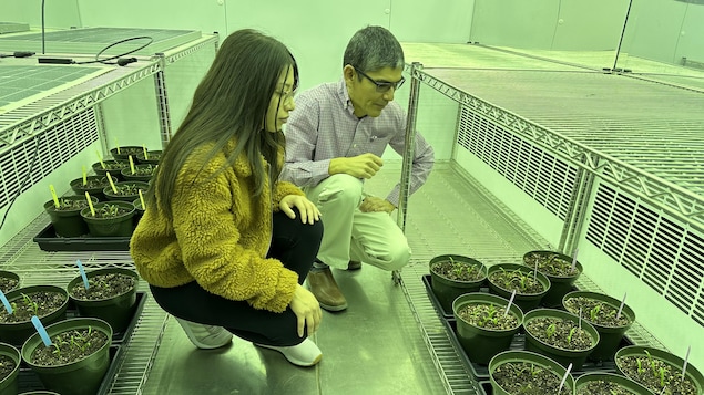 Le chercher Guillermo Hernandez et la stagiaire Camila Quiroz observe des plants d'épinards plantés sous des panneaux solaires dans un laboratoire de l'Université de l'Alberta à Edmonton, dans une photo non datée.