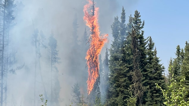 Un arbre brûle au milieu d'une forêt en Alberta en mai 2023.
