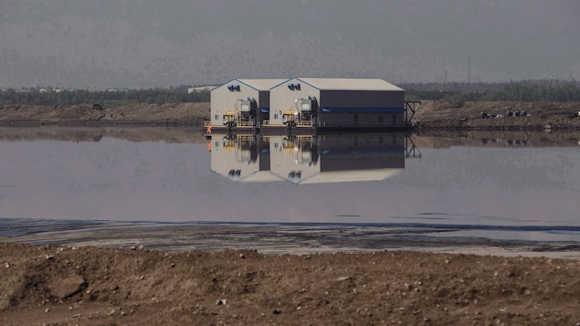 Des carcasses d’oiseaux retrouvées dans un bassin de décantation de Suncor