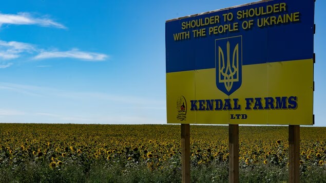 Un champ de tournesols au pied d'une grande affiche marquant la solidarité de la ferme Kendal Farms avec les réfugiés ukrainiens à Grande Prairie, en Alberta, à l'été 2022.
