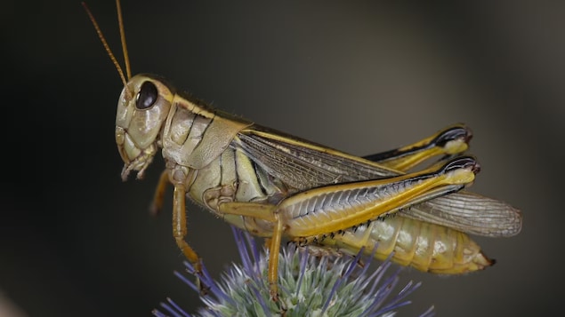 Après la chaleur, les agriculteurs albertains voient un nuage de sauterelles à l’horizon