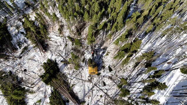 La coupe de bois s'organise en zigzag, pour simuler l'effet d'un feu de forêt.